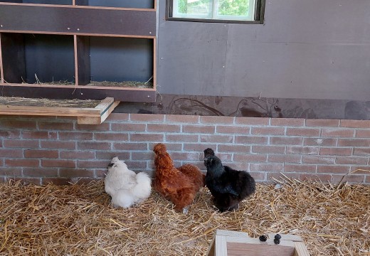dierenverblijf - stal -dieren  (3).jpg