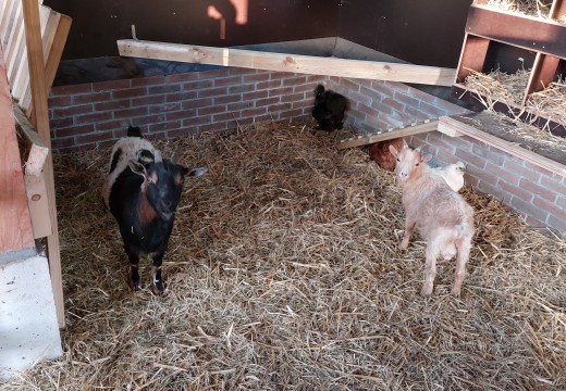dierenveblijf geitjes stal .jpg
