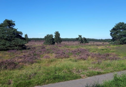 Heide.jpg