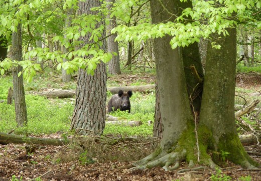 Foto gelderse streken.jpg